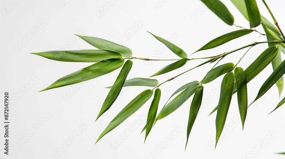 wide closeup photo of natural green color fresh bamboo branch in white background with blank text space wide closeup photo of natural green color fresh bamboo branch in white background with blank text space