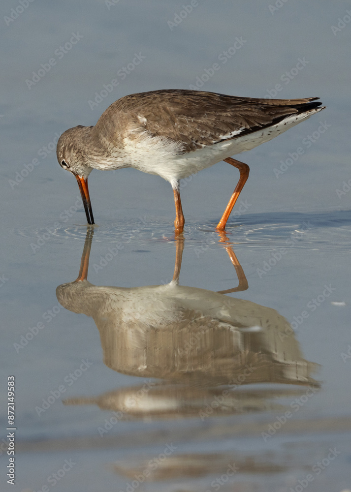 Redshank feeding at Busaiteen coast, Bahrain Redshank feeding at Busaiteen coast, Bahrain