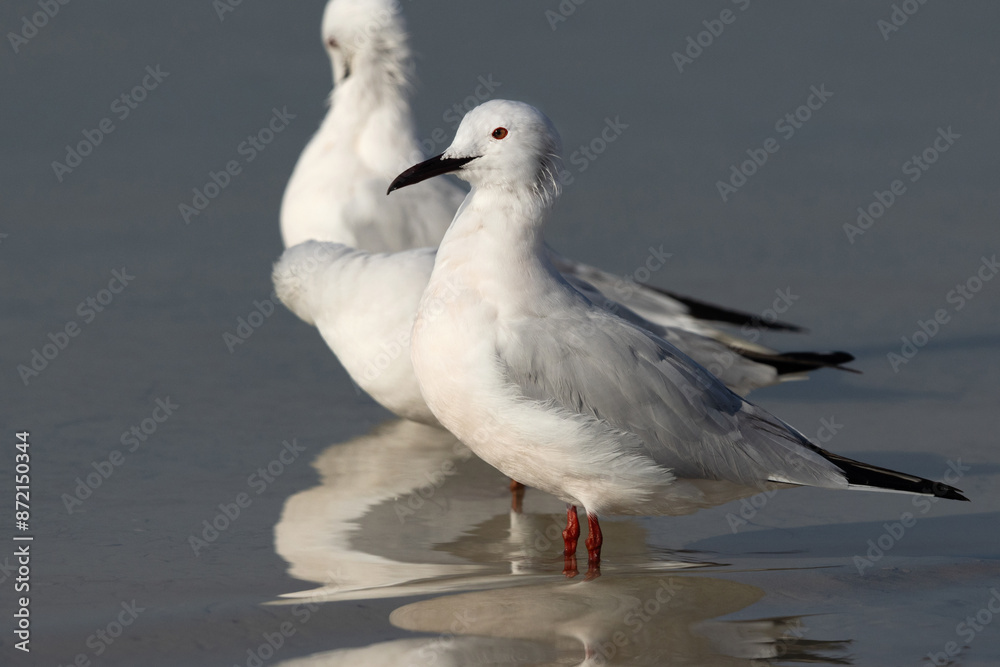 Portrait of a Slender-billed gull at Busaiteen coast, Bahrain Portrait of a Slender-billed gull at Busaiteen coast, Bahrain