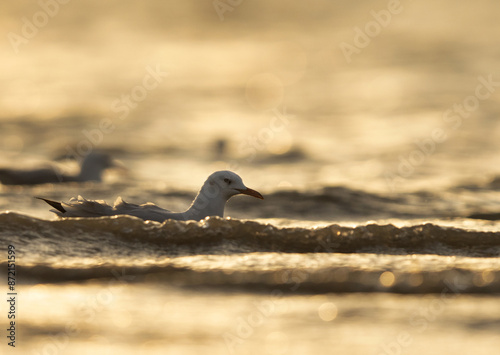 Slender-billed gull and bokeh of light during morning hours at Asker coast of Bahrain