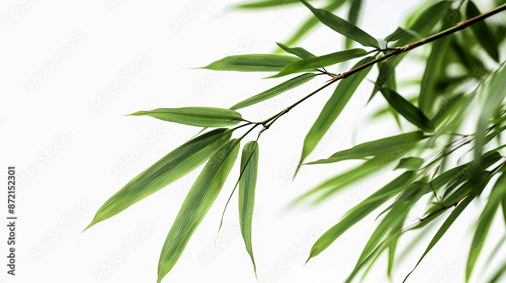 wide closeup photo of natural green color fresh bamboo branch in white background with blank text space wide closeup photo of natural green color fresh bamboo branch in white background with blank text space