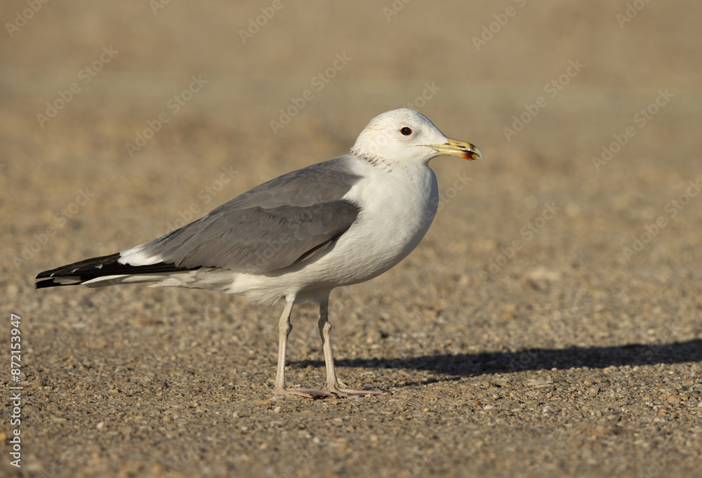 Portrait of a Lesser Black-backed Gull at Busaiteen coast, Bahrain Portrait of a Lesser Black-backed Gull at Busaiteen coast, Bahrain