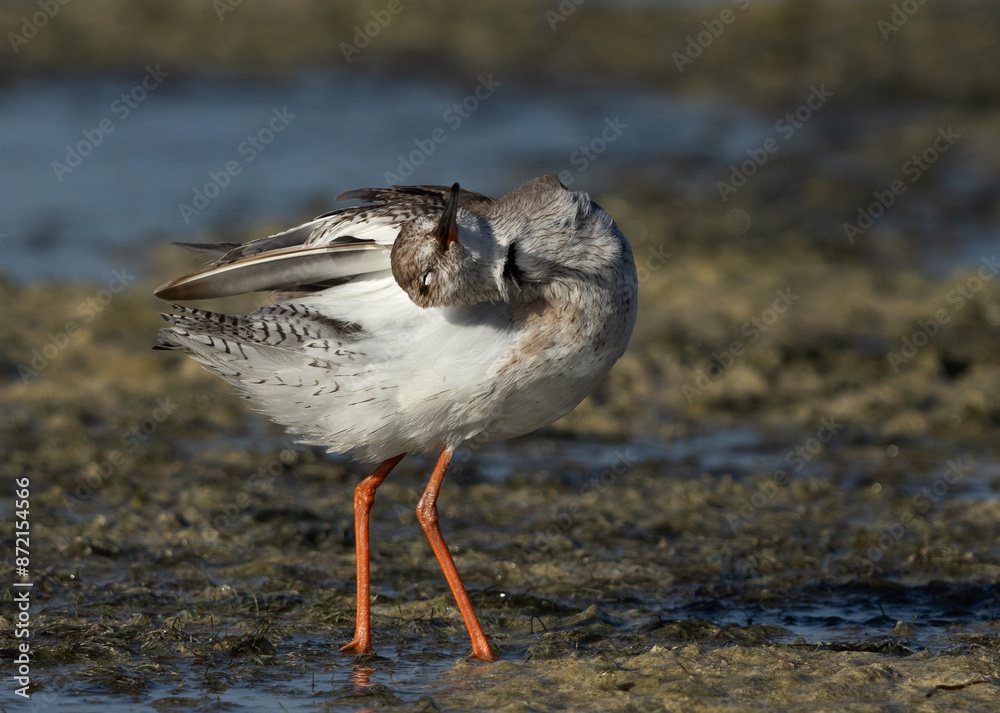 Redshank preening at Busaiteen coast, Bahrain Redshank preening at Busaiteen coast, Bahrain