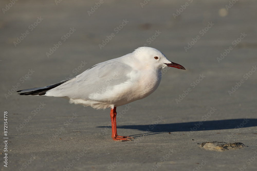 Slender-billed gull in breeding plumage at Busaiteen coast, Bahrain Slender-billed gull in breeding plumage at Busaiteen coast, Bahrain