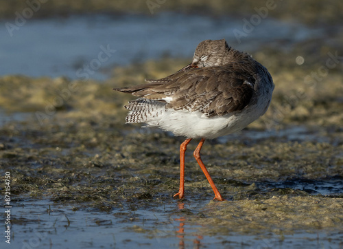 Closeup of a Redshank preening at Busaiteen coast, Bahrain