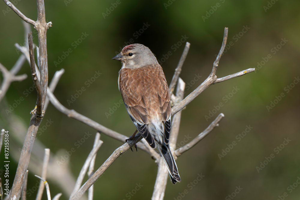 Obraz premium Linotte mélodieuse,.Linaria cannabina, Common Linnet