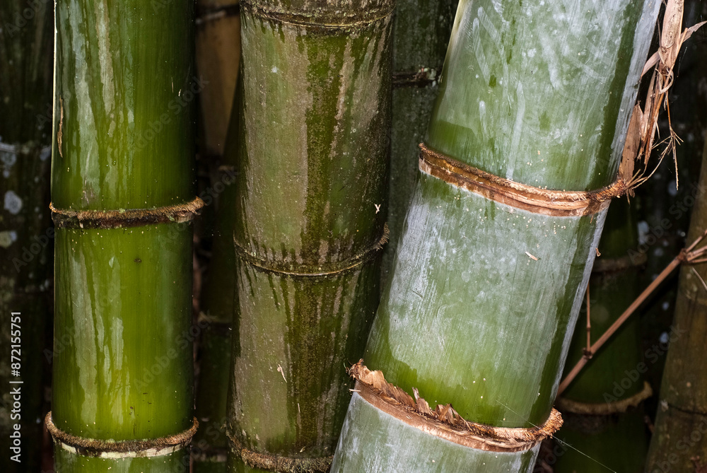 Bambou, Phyllostachys nigra 'Henonis' Bambou, Phyllostachys nigra 'Henonis'