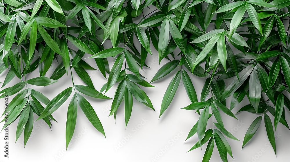 wide closeup photo of natural green color fresh bamboo branch in white background with blank text space wide closeup photo of natural green color fresh bamboo branch in white background with blank text space