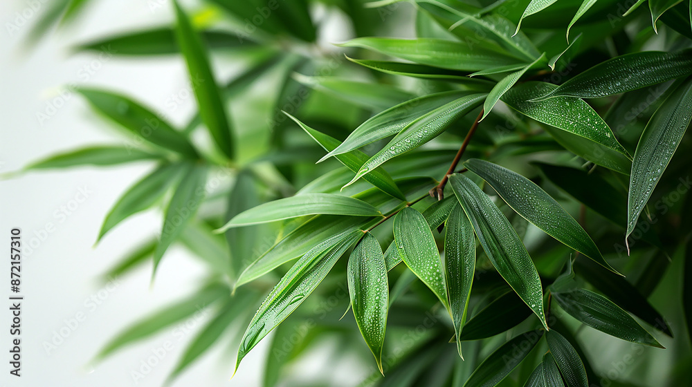 wide closeup photo of natural green color fresh bamboo branch in white background with blank text space wide closeup photo of natural green color fresh bamboo branch in white background with blank text space
