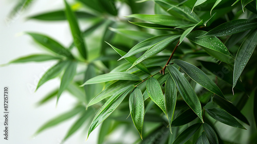 wide closeup photo of natural green color fresh bamboo branch in white background with blank text space 