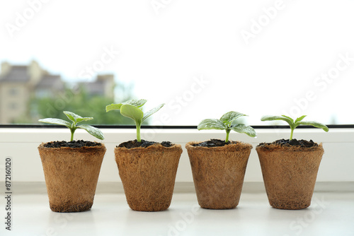 Many cucumber seedlings growing in pots on window sill