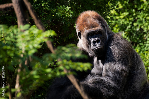 Silverback photo