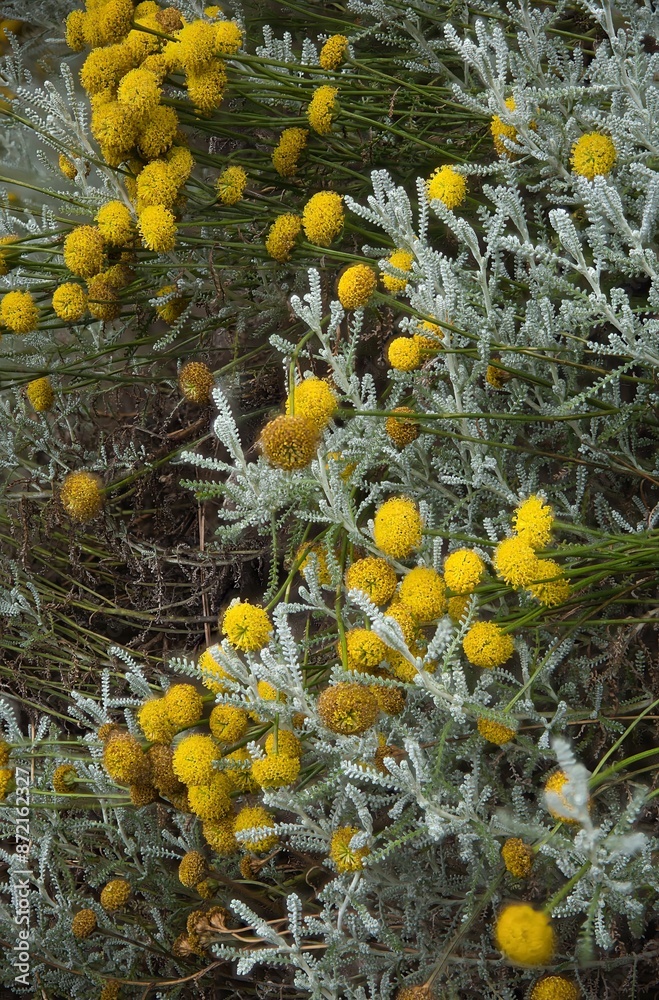 beautiful blooming gray saint herb