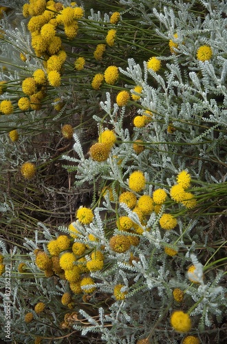 Obraz na płótnie
beautiful blooming gray saint herb w salonie