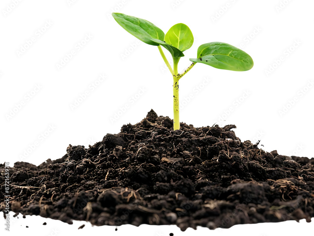 A Young Green Sprout Emerging from Rich Brown Soil - Realistic Image A Young Green Sprout Emerging from Rich Brown Soil - Realistic Image