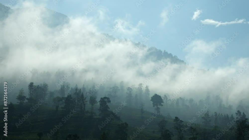 Dramatic cloud movement over tea plantations. Morning view of a tea plantation. White mist from tea plantations Dramatic cloud movement over tea plantations. Morning view of a tea plantation. White mist from tea plantations