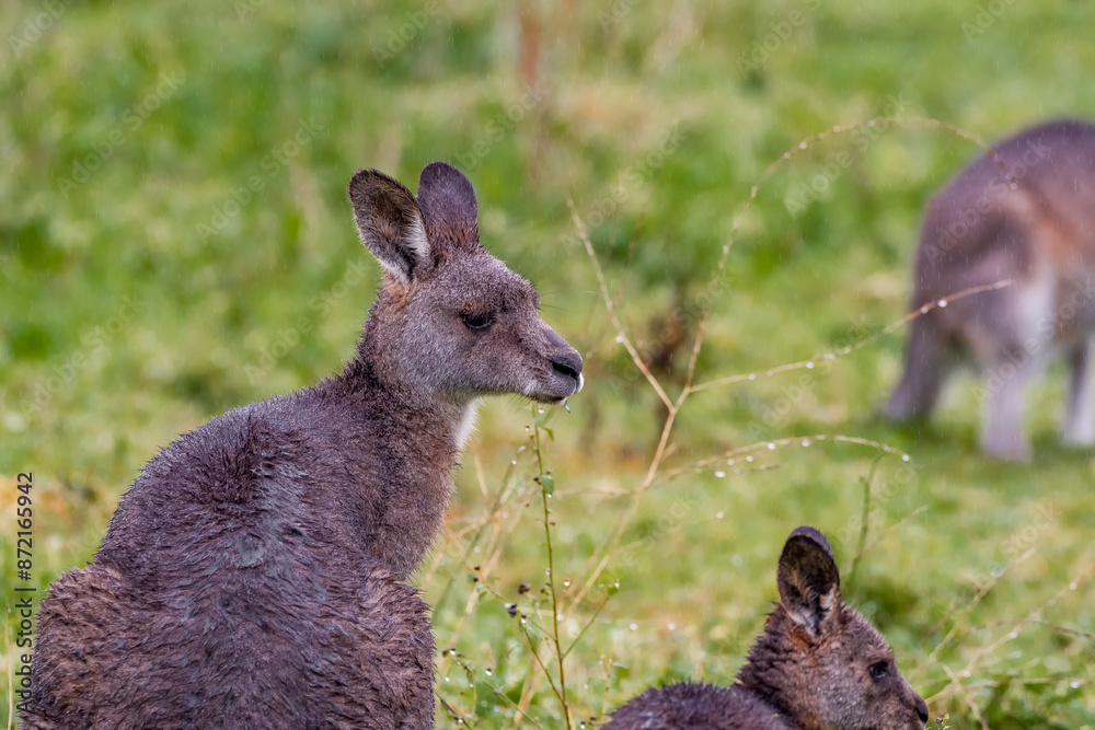 Fototapeta premium Eastern Gray kangaroo 