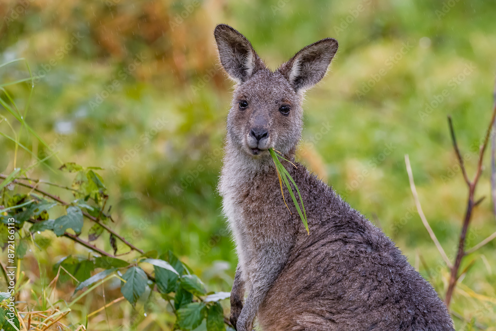 Portrait of an Eastern Gray kangaroo eating grass Portrait of an Eastern Gray kangaroo eating grass