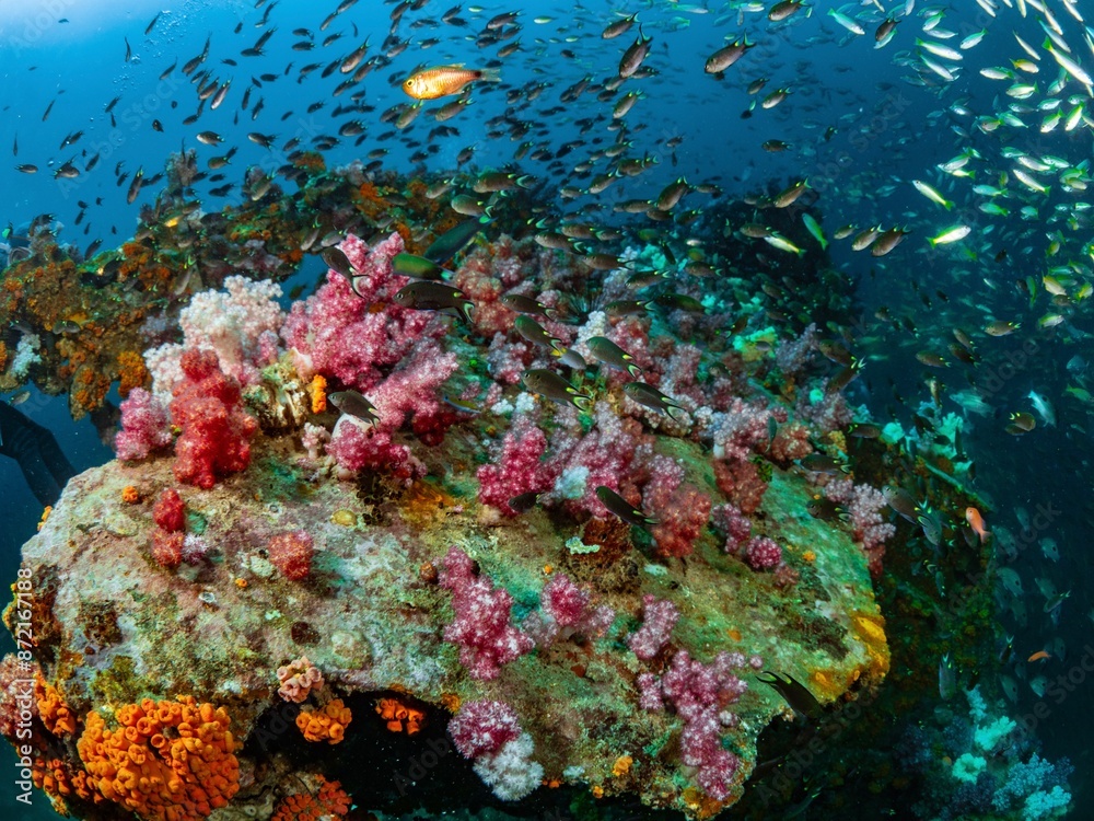 Obraz premium Soft Coral and School of fish