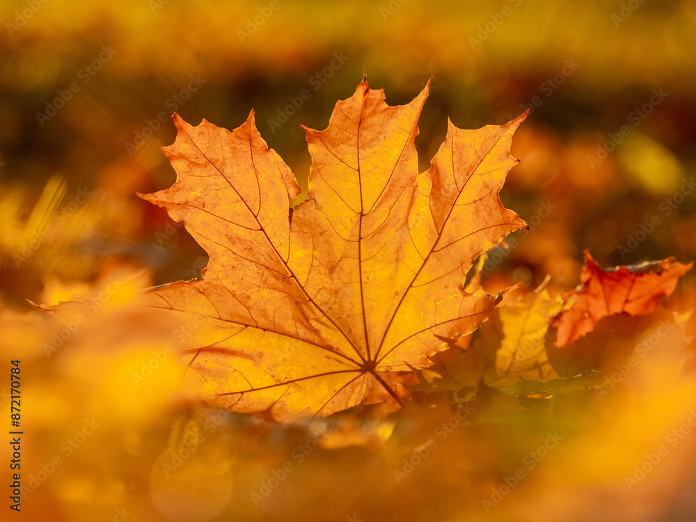 Orange maple leaf on the ground in the sun rays. Autumn leaves Orange maple leaf on the ground in the sun rays. Autumn leaves