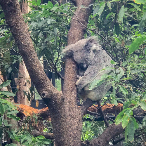 Photography A cute koala sleep comfortably on a tree