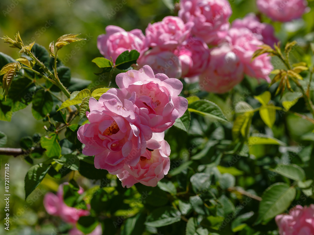 Beautiful pink Rosa Raubritter blooms in garden Beautiful pink Rosa Raubritter blooms in garden