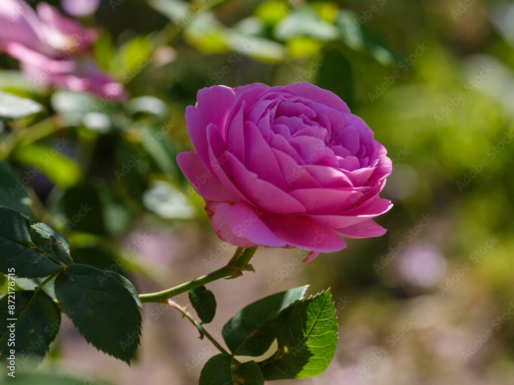 Rose Louise Odier blooms in garden. Rosa Louise Odierl is a variety of bourbon roses Rose Louise Odier blooms in garden. Rosa Louise Odierl is a variety of bourbon roses