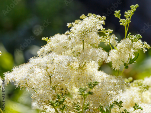 Meadowsweet , or bogula, or whitehead ( Latin- Filipendula ulmaria ) is a perennial herbaceous plant of the genus Meadowsweet
