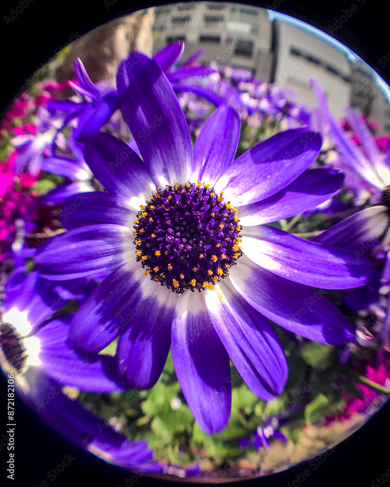 Obraz premium A close-up of a fully bloomed, violet-colored cineraria flower.