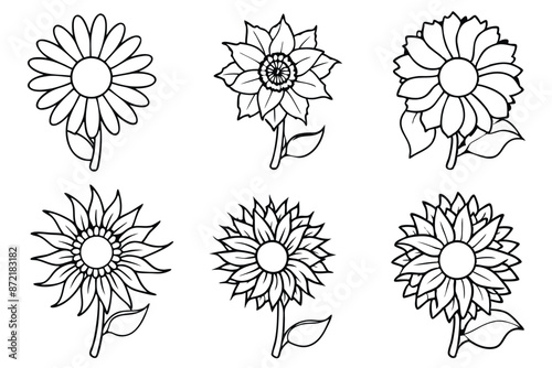 Sunflower flower line art Botanical pen art of delicate sunflowers