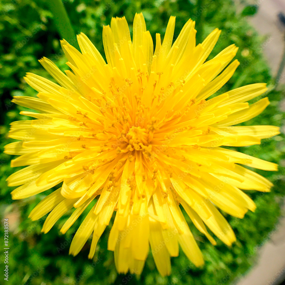 Yellow dandelion photographed up close with a fisheye lens. Yellow dandelion photographed up close with a fisheye lens.