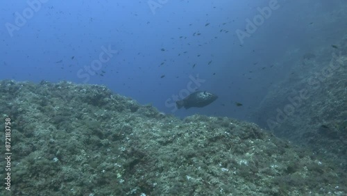 Nature underwater - Big gruoper fish courtship photo