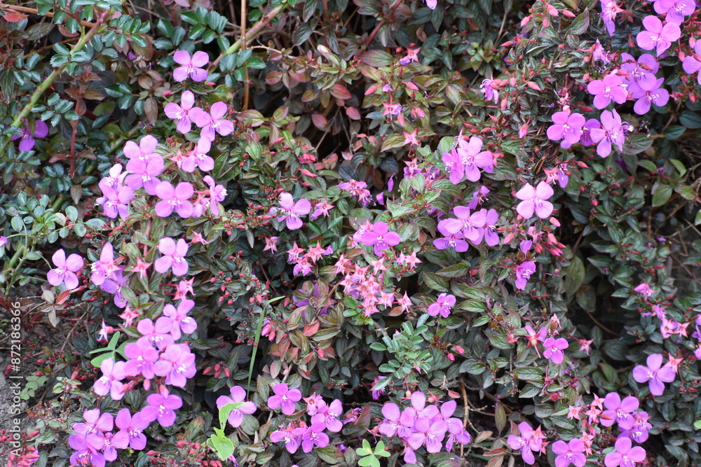 flowers in the garden flowers in the garden