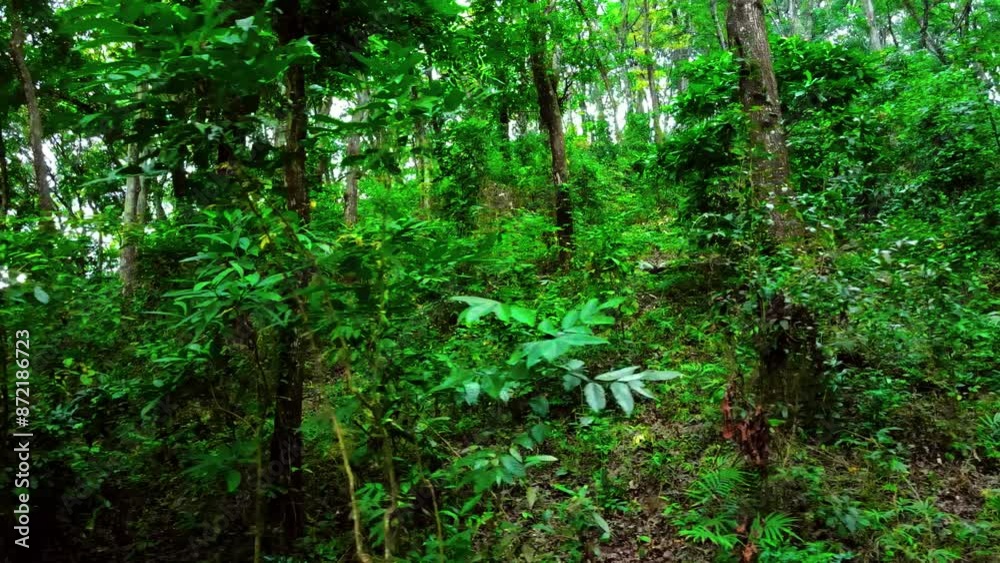 Aerial Shot of Mahogany trees in nature Aerial Shot of Mahogany trees in nature