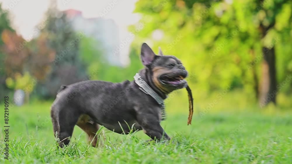 Brown French bulldog gnaws a stick on green grass Brown French bulldog gnaws a stick on green grass