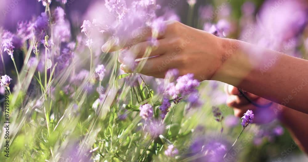 Harvesting lavender flowers on the terrace. Solar natural light Harvesting lavender flowers on the terrace. Solar natural light