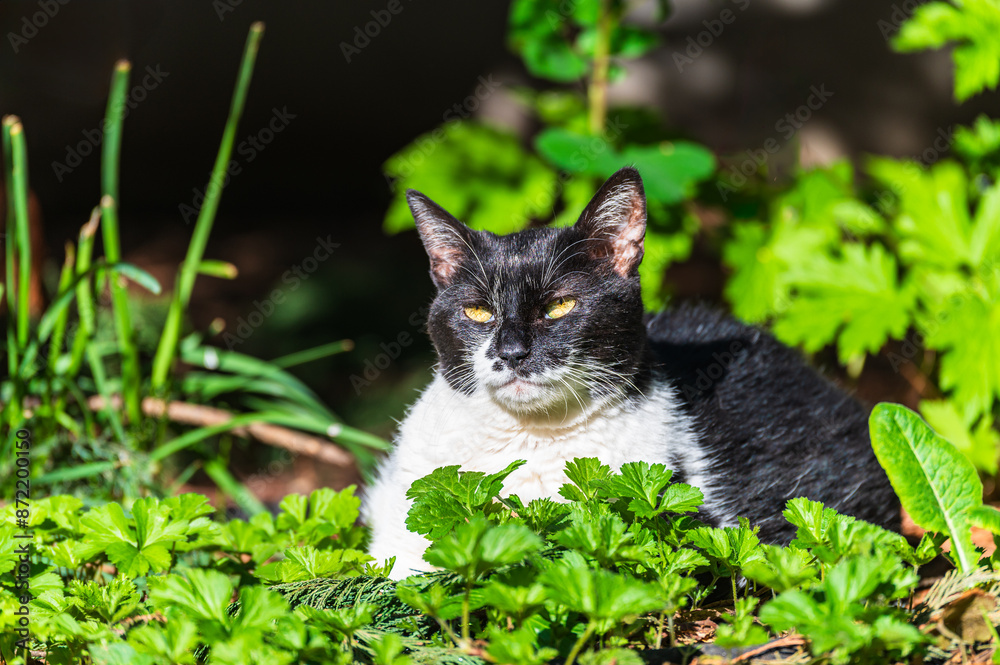 Schwarz-weisse Hauskatze sonnt sich im Blumenbeet im Garten