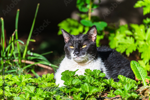 Obraz na płótnie Schwarz-weisse Hauskatze sonnt sich im Blumenbeet im Garten w salonie