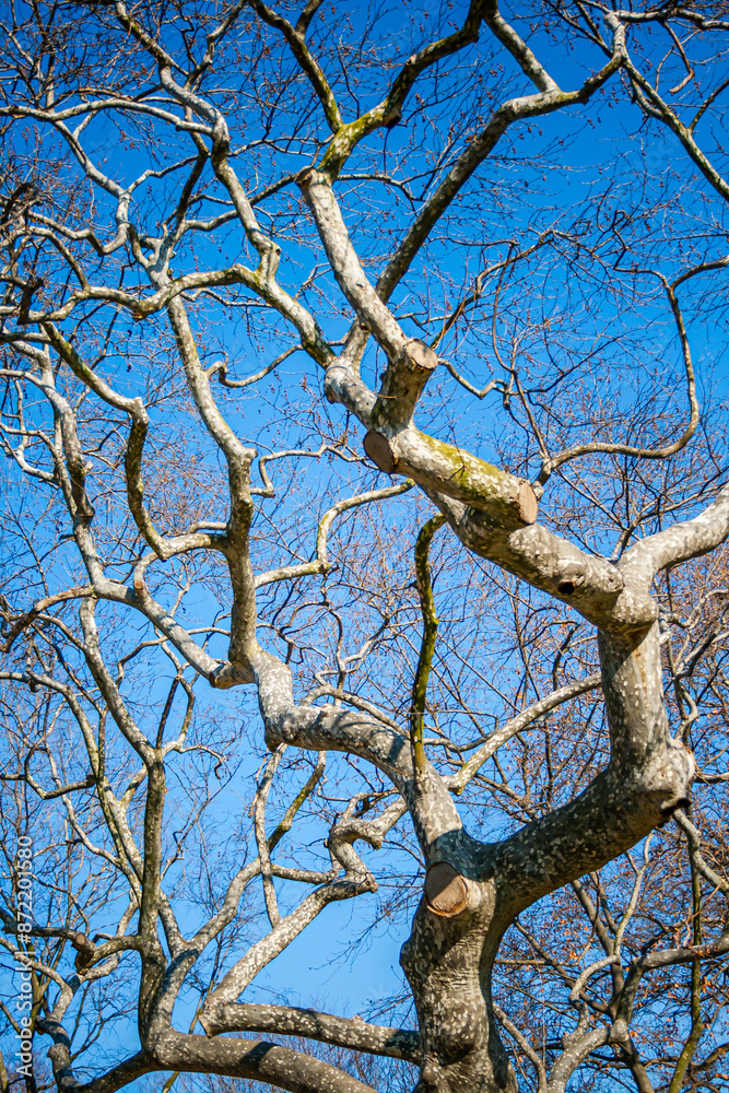 View of tree branches with sparse leaves against a clear blue sky. View of tree branches with sparse leaves against a clear blue sky.