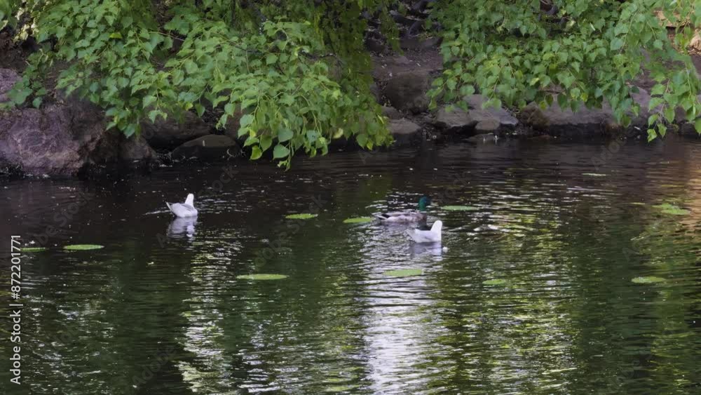 Duck and a seagulls swimming in a peaceful pond with overhanging green trees, creating a serene and natural setting. Ideal for wildlife, nature, and outdoor themes Duck and a seagulls swimming in a peaceful pond with overhanging green trees, creating a serene and natural setting. Ideal for wildlife, nature, and outdoor themes
