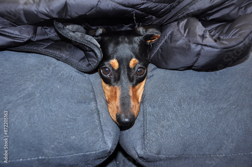 cachorro de estimação no sofá 