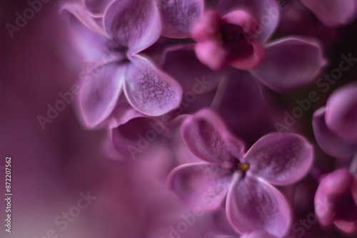 Beautiful purple background from lilac flowers close-up. Spring flowers of lilac.