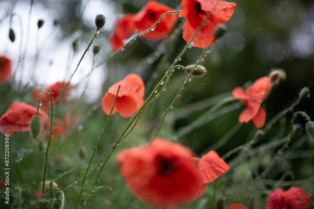 Obraz premium Some red poppy flowers close up in the rain with water droplets on a field meadow background.