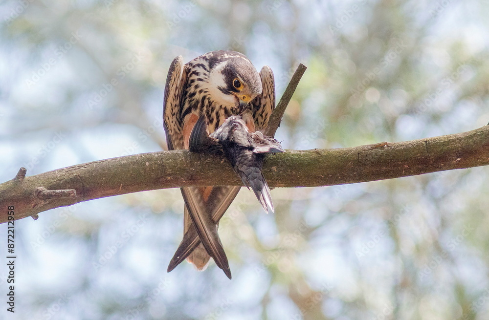Fototapeta premium owl on a branch
