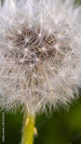 close up photos of seasonal wildflowers
high resolution images of a dandelion  photo