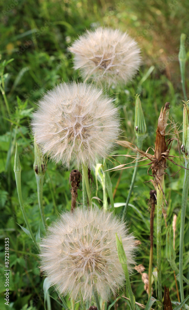 Tragopogon dubius grows in nature in summer