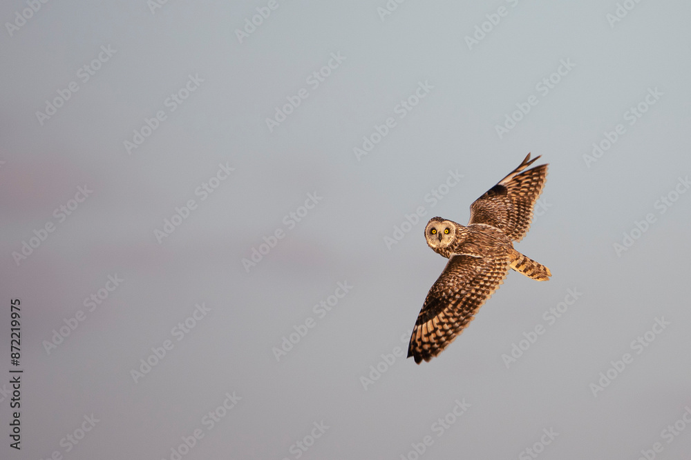Fototapeta premium Short-eared owls in flight in a clear sky at dusk