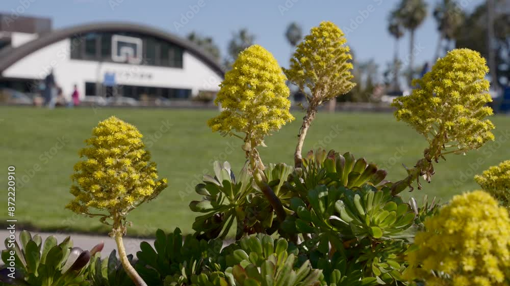 Yellow cone shaped flowers in front of grass field on a sunny day with blue sky in San Diego California Yellow cone shaped flowers in front of grass field on a sunny day with blue sky in San Diego California