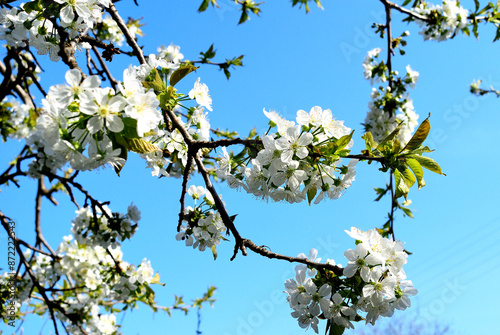 branches of blossoming plum on a background of blue sky