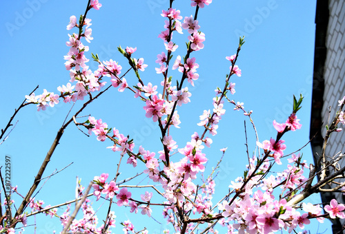 branches of blossoming peach against a background of blue sky